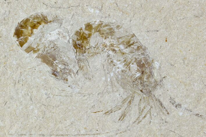 Two Cretaceous Fossil Shrimp Plate - Lebanon #107656